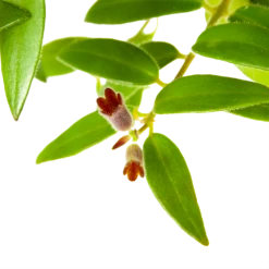 Aeschynanthus Caroline - Lipstickplant - In Hangpot - P15 H25 - Kamerplant -Plantenboeket Winkel aeschynanthus caroline lipstickplant in hangpot p15 h25 6