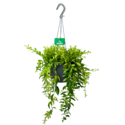 Aeschynanthus Japhrolepis - Lipstickplant - In Hangpot - P17 H50 - Kamerplant