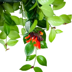 Aeschynanthus Monalisa - Lipstickplant - In Hangpot - P15 H20 - Kamerplant -Plantenboeket Winkel aeschynanthus monalisa lipstickplant in hangpot p15 5