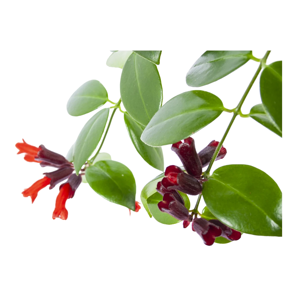 Aeschynanthus Monalisa - Lipstickplant - In Hangpot - P17 H40 - Kamerplant 5 Aeschynanthus Monalisa - Lipstickplant - In Hangpot - P17 H40 - Kamerplant - Afbeelding 3