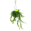Aeschynanthus Twister - Lipstickplant - In Hangpot - P15 H20 - Kamerplant