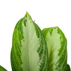 Aglaonema Freedman - P17 H60 - Kamerplant -Plantenboeket Winkel aglaonema freedman p17 h60 6 1
