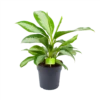 Aglaonema Silver Moon - P19 H50 - Kamerplant 2 Aglaonema Silver Moon - P19 H50 - Kamerplant -Plantenboeket Winkel aglaonema silver moon p19 h50 1 3