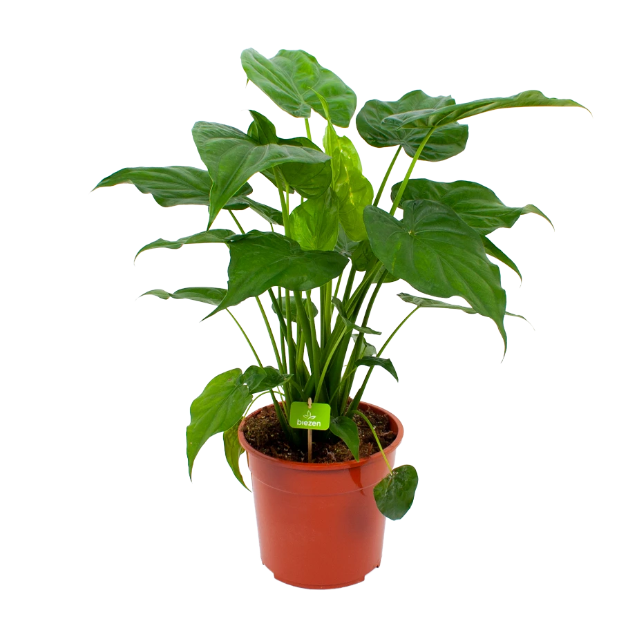 Alocasia Cucullata - Olifantsoor - P27 H80 - Kamerplant 3 Alocasia Cucullata - Olifantsoor - P27 H80 - Kamerplant