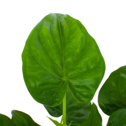 Alocasia Cucullata - Olifantsoor - P27 H80 - Kamerplant 6 Alocasia Cucullata - Olifantsoor - P27 H80 - Kamerplant -Plantenboeket Winkel alocasia cucullata olifantsoor p27 h80 5 1