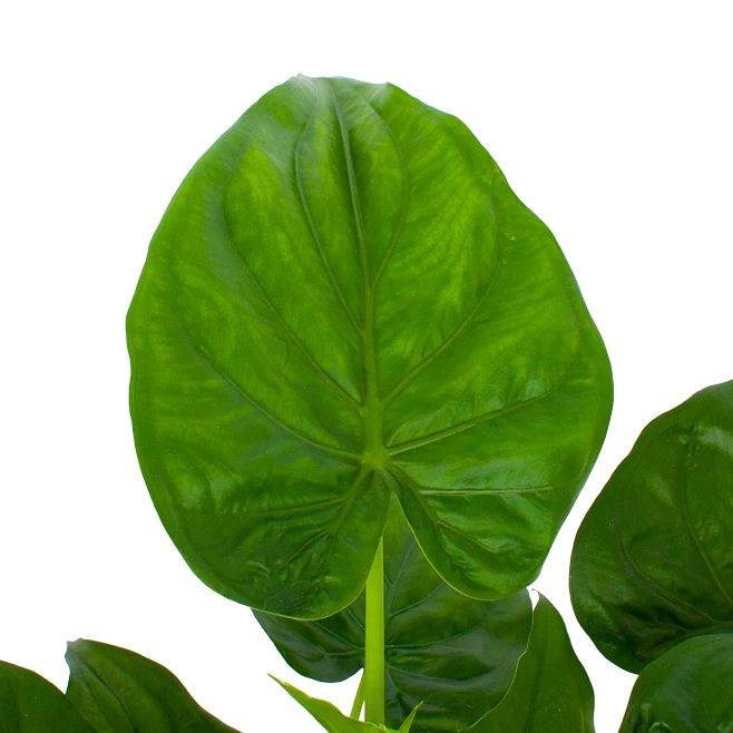 Alocasia Cucullata - Olifantsoor - P27 H80 - Kamerplant 4 Alocasia Cucullata - Olifantsoor - P27 H80 - Kamerplant - Afbeelding 2