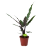 Alocasia Lauterbachiana - Olifantsoor - P19 H70 - Kamerplant -Plantenboeket Winkel alocasia lauterbachiana olifantsoor p19 h70 1