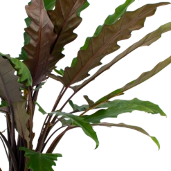 Alocasia Lauterbachiana - Olifantsoor - P27 H110 - Kamerplant -Plantenboeket Winkel alocasia lauterbachiana olifantsoor p27 h110 5 2