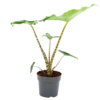 Alocasia Zebrina - Olifantsoor - P14 H40 - Kamerplant -Plantenboeket Winkel alocasia zebrina olifantsoor p14 h40 1 14
