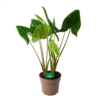 Alocasia Zebrina - Olifantsoor - P24 H90 - Kamerplant 1 Alocasia Zebrina - Olifantsoor - P24 H90 - Kamerplant -Plantenboeket Winkel alocasia zebrina olifantsoor p24 h90 1