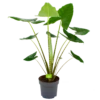 Alocasia Zebrina - Olifantsoor - P32 H120 - Kamerplant -Plantenboeket Winkel alocasia zebrina olifantsoor p32 h120 4 12