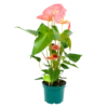 Anthurium Andreanum - Flamingoplant - P17 H70 Roze - Kamerplant 1 Anthurium Andreanum - Flamingoplant - P17 H70 Roze - Kamerplant -Plantenboeket Winkel anthurium andreanum flamingoplant p17 h70 roze 1 1