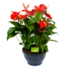 Anthurium Andreanum - Flamingoplant - P30 H80 Rood - Kamerplant -Plantenboeket Winkel anthurium andreanum flamingoplant p30 h80 rood 1 1