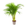 Areca - Goudpalm - P17 H90 - Kamerplant -Plantenboeket Winkel areca goudpalm p17 h90 1 3