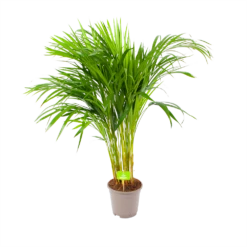 Areca - Goudpalm - P17 H90 - Kamerplant