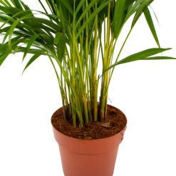 Areca - Goudpalm - P21 H100 - Kamerplant -Plantenboeket Winkel areca goudpalm p21 h100 6 1