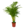 Areca - Goudpalm - P24 H140 - Kamerplant -Plantenboeket Winkel areca goudpalm p24 h140 kamerplant 1