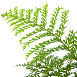 Asplenium Parvati - Moedervaren - In Hangpot - P17 H30 - Kamerplant -Plantenboeket Winkel asplenium parvati moedervaren in hangpot p17 h30 6