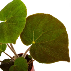 Plantenboeket Winkel -Plantenboeket Winkel begonia masoniana jungle p15 h40 5 1