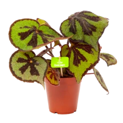 Plantenboeket Winkel 12 Begonia Masoniana Rock - P15 H30 - Kamerplant