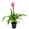 Bromelia Guzmania Candy - P12 H55 Roze - Kamerplant -Plantenboeket Winkel bromelia guzmania candy p12 h55 roze 4