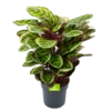 Calathea Angela - Livingplant - P27 H80 - Kamerplant
