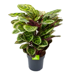Plantenboeket Winkel 41 Calathea Angela - Livingplant - P27 H80 - Kamerplant