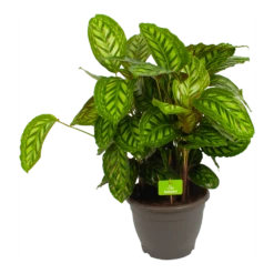 Plantenboeket Winkel 33 Calathea Flamestar - Schaduwplant - P32 H80 - Kamerplant