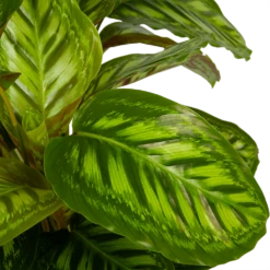 Calathea Flamestar - Schaduwplant - P32 H80 - Kamerplant -Plantenboeket Winkel calathea flamestar schaduwplant p32 h80 5