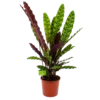 Calathea Insigne - Livingplant - P17 H65 - Kamerplant -Plantenboeket Winkel calathea insigne livingplant p17 h65 4