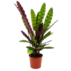 Plantenboeket Winkel 35 Calathea Insigne - Livingplant - P17 H65 - Kamerplant