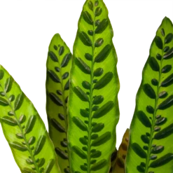 Plantenboeket Winkel -Plantenboeket Winkel calathea insigne livingplant p17 h65 6
