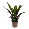 Calathea Insigne - Livingplant - P21 H60 - Kamerplant -Plantenboeket Winkel calathea insigne livingplant p21 h60 1