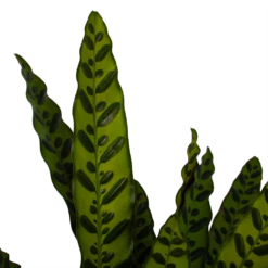 Nieuwe Producten -Plantenboeket Winkel calathea insigne livingplant p21 h60 3