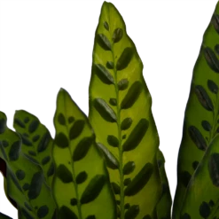 Calathea Insigne - Livingplant - P21 H60 - Kamerplant -Plantenboeket Winkel calathea insigne livingplant p21 h60 4