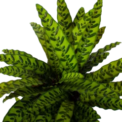 Nieuwe Producten -Plantenboeket Winkel calathea insigne livingplant p27 h80 5 3