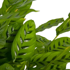 Nieuwe Producten -Plantenboeket Winkel calathea leopardina schaduwplant p27 h90 kamerplant 3