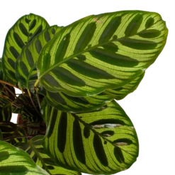 Calathea Makoyana - Pauwenplant - P17 H65 - Kamerplant -Plantenboeket Winkel calathea makoyana pauwenplant p17 h65 6 2