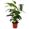 Calathea Maui Queen - Livingplant - P17 H70 - Kamerplant -Plantenboeket Winkel calathea maui queen livingplant p17 h70 4