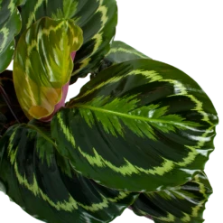 Nieuwe Producten -Plantenboeket Winkel calathea medaillon schaduwplant p19 h75 5