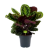 Calathea Medaillon - Schaduwplant - P27 H90 - Kamerplant -Plantenboeket Winkel calathea medaillon schaduwplant p27 h90 1 1