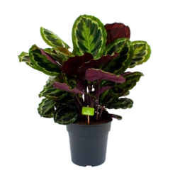 Calathea Medaillon - Schaduwplant - P27 H90 - Kamerplant