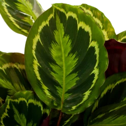 Nieuwe Producten -Plantenboeket Winkel calathea medaillon schaduwplant p27 h90 5 1