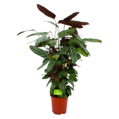 Calathea Oppenheimiana - Pauwenplant - P21 H105 - Kamerplant
