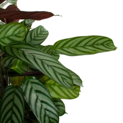 Nieuwe Producten -Plantenboeket Winkel calathea oppenheimiana pauwenplant p21 h105 5 1