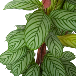 Nieuwe Producten -Plantenboeket Winkel calathea oppenheimiana schaduwplant p27 h130 5