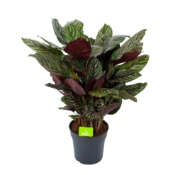 Calathea Ornata - Livingplant - P27 H80 - Kamerplant