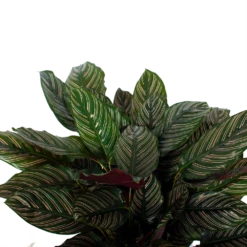 Nieuwe Producten -Plantenboeket Winkel calathea ornata livingplant p27 h80 5 3