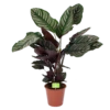 Calathea Ornata - Livingplant - Schaduwplant - P19 H75 - Kamerplant -Plantenboeket Winkel calathea ornata livingplant schaduwplant p19 h75 1 1