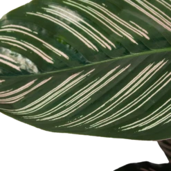 Calathea Ornata - Livingplant - Schaduwplant - P19 H75 - Kamerplant -Plantenboeket Winkel calathea ornata livingplant schaduwplant p19 h75 6 1